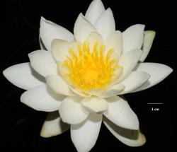 Nymphaea alba. A flower showing numerous tepals, stamens, and short stylar processes surrounding the stigmatic tissue on the top of the ovary.
 Image: K.A. Ford © Landcare Research 2019 CC BY 3.0 NZ